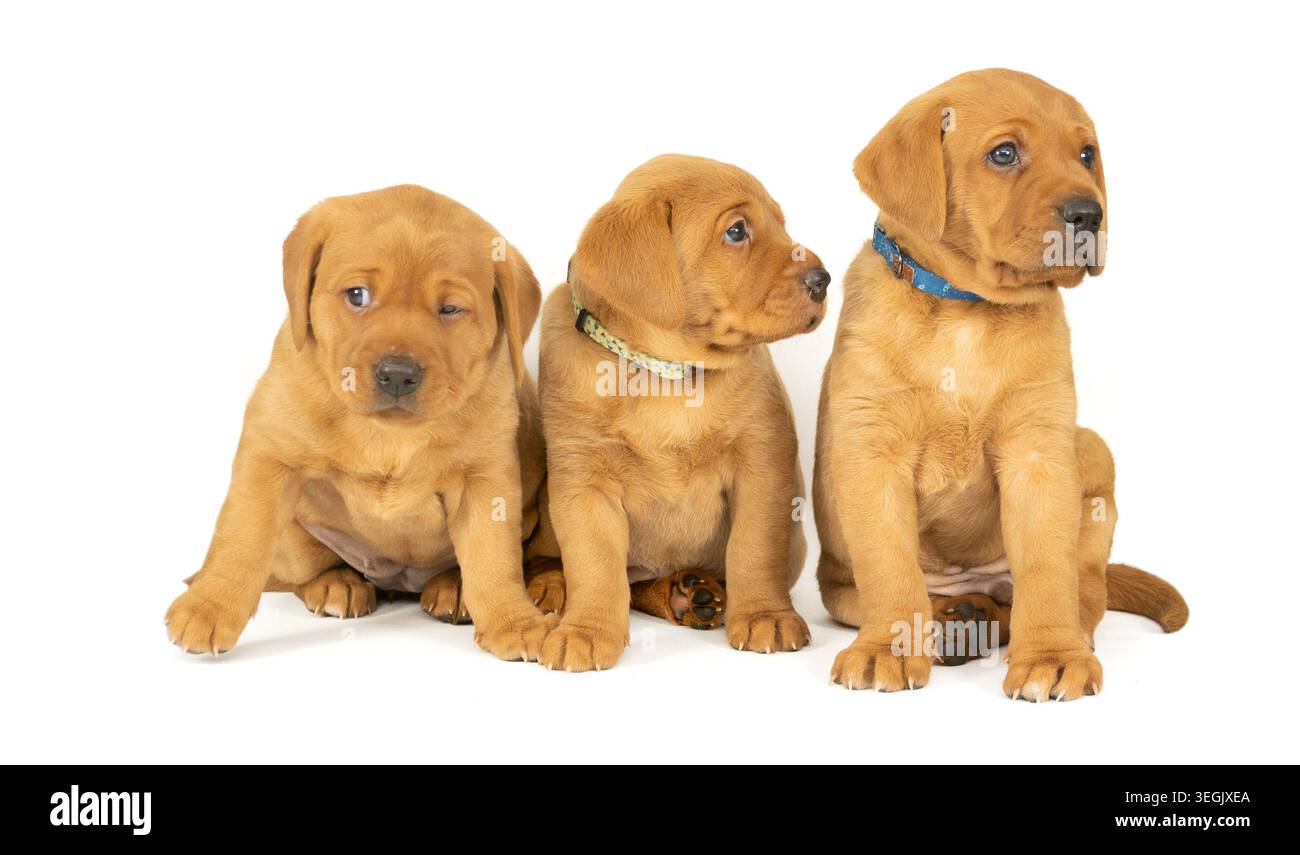 Chiots labrador rouge renard Banque D'Images