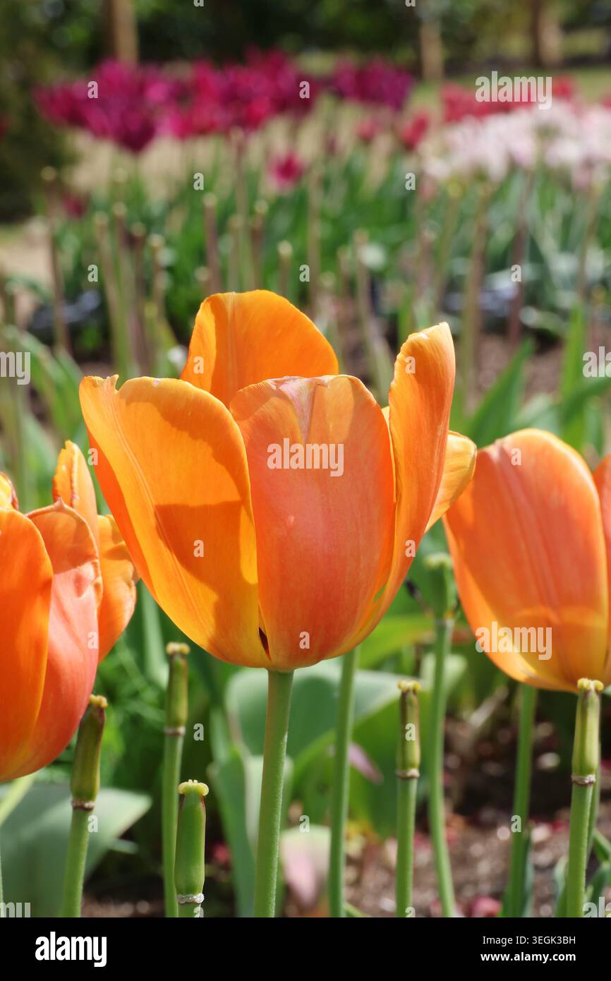 Tulipa 'Lighting Sun'. Gros plan sur la riche fleur de tulipe orange profond avec une fleur rose éclatante au soleil printanier. Banque D'Images