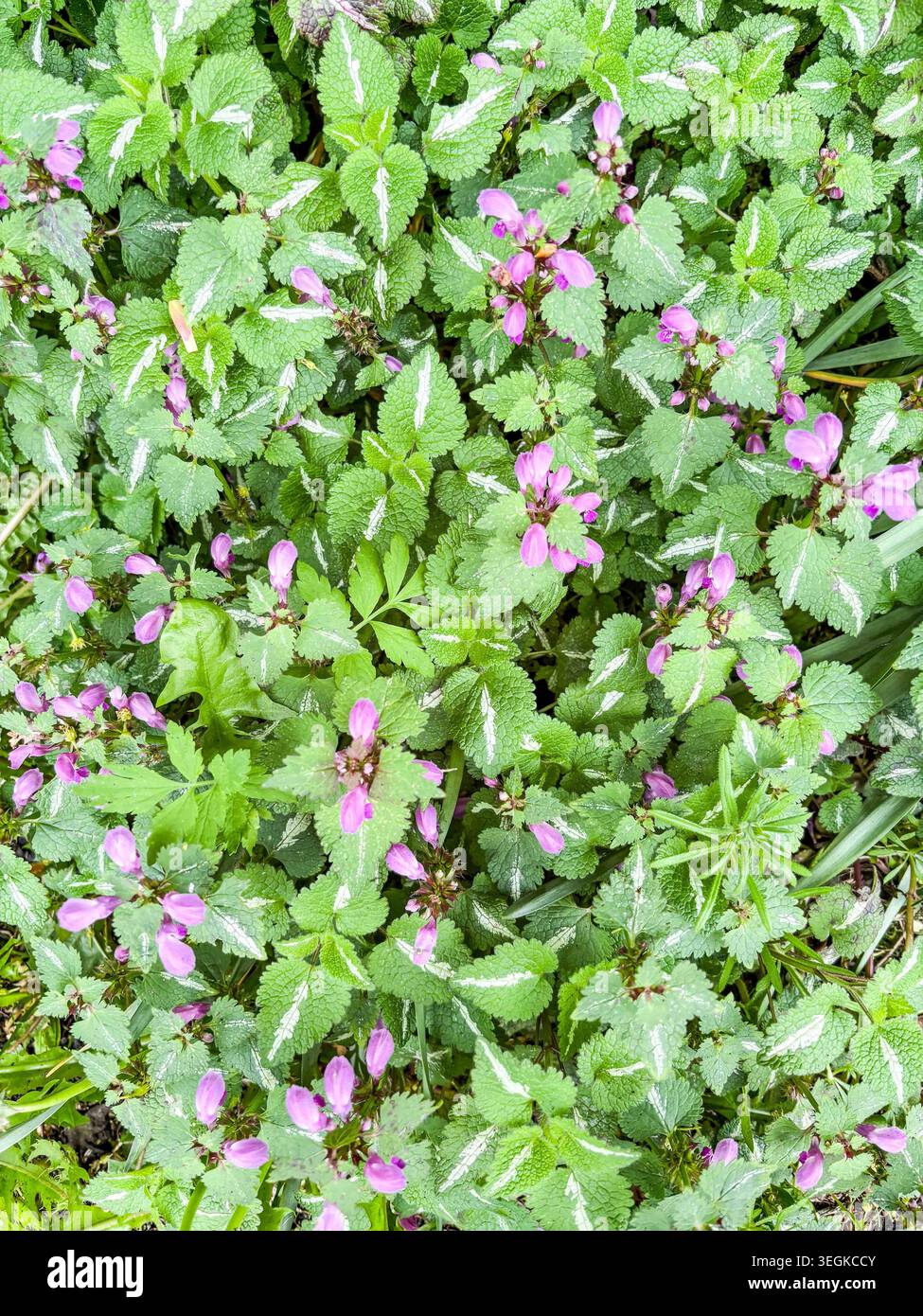 Lamium maculatum ou ortie morte tachetée avec des feuilles vertes qui présentent une bande argentée ou blanche au centre. Banque D'Images