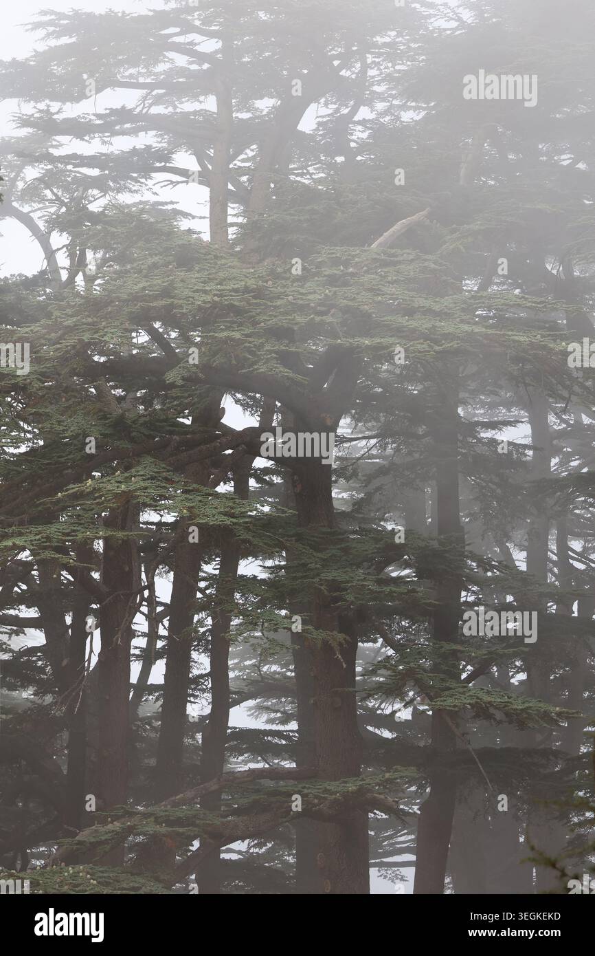 Cèdres libanais dans la forêt par une journée brumeuse. Banque D'Images