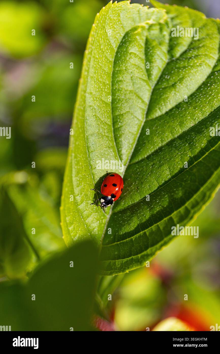 Coccinelle grimpant à la feuille verte dans la lumière chaude du soleil au printemps Banque D'Images