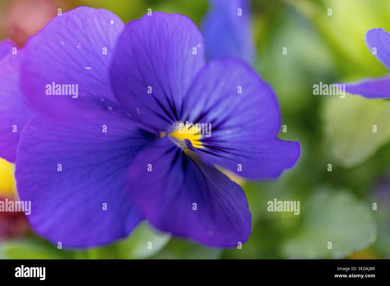 Fleurs d'alto violettes au printemps. Macro Banque D'Images