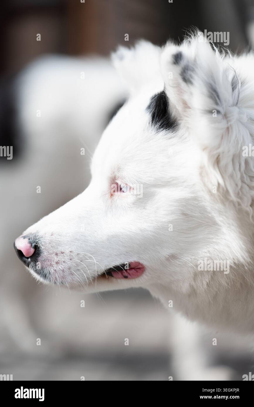 Portrait détaillé en gros plan d'un chien blanc avec des yeux bleu clair, un nez rose et des taches noires sur les oreilles, photographié avec une faible profondeur de champ. Banque D'Images