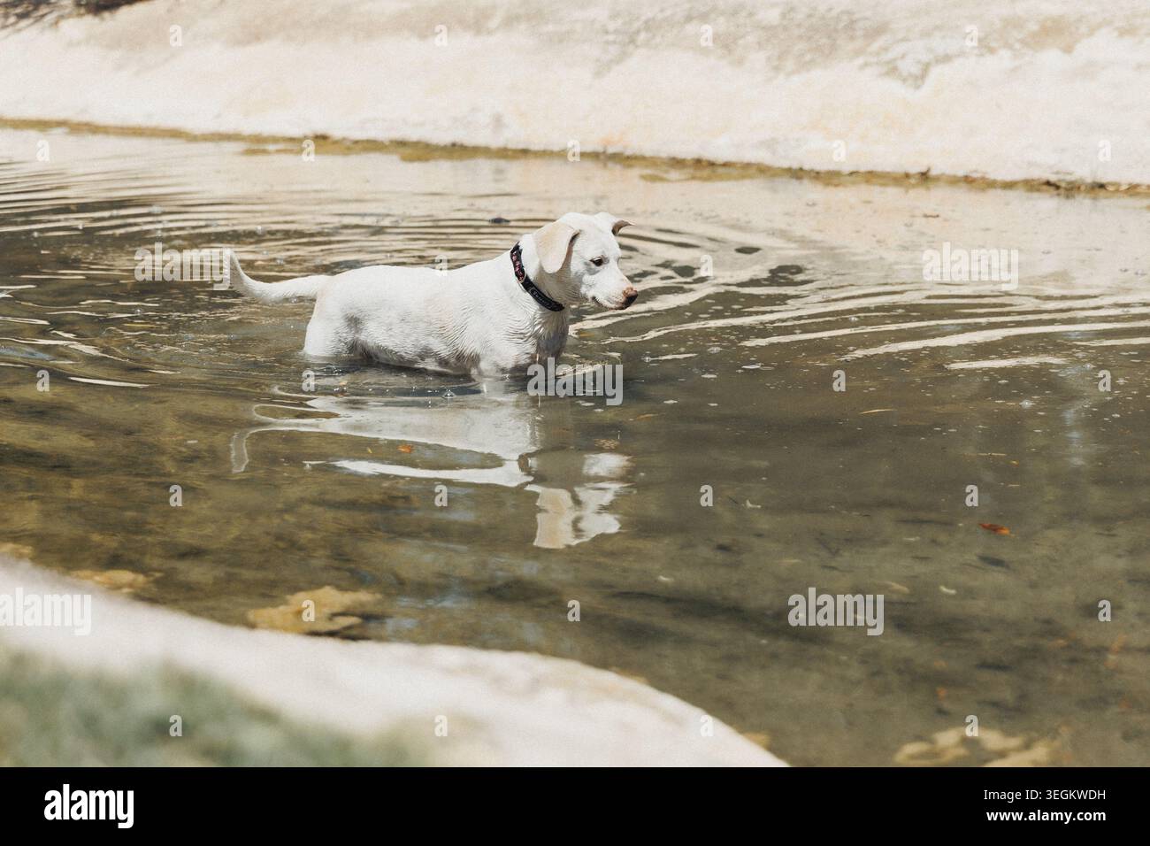 Chien blanc patère dans l'eau peu profonde Banque D'Images