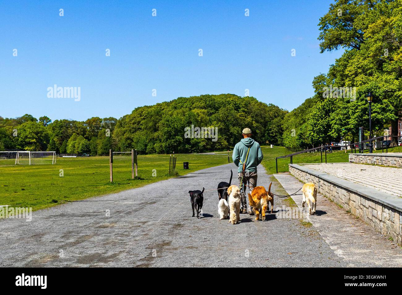 Promeneur de chiens professionnel promenant de nombreux chiens à la fois dans un parc public de New York au printemps, promeneur de chiens prenant des chiens de compagnie pour une promenade Banque D'Images