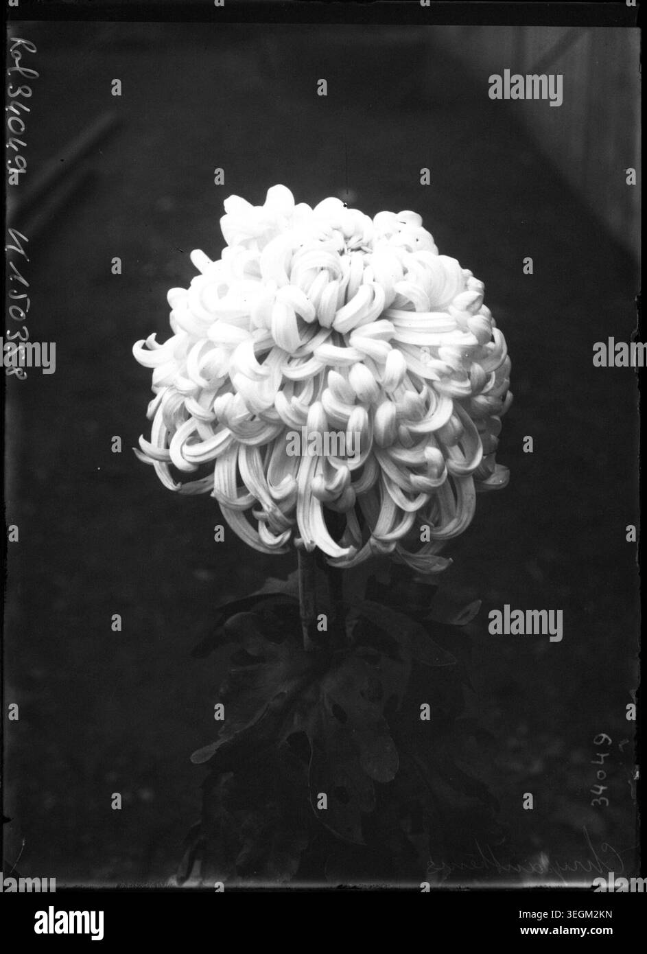Une tête de fleur de chrysanthème est capturée dans une photographie de presse de 1913, mettant en évidence la structure des pétales et la forme botanique de la fleur, reflétant l'intérêt du début du XXe siècle pour la photographie végétale et les études florales en France. Banque D'Images