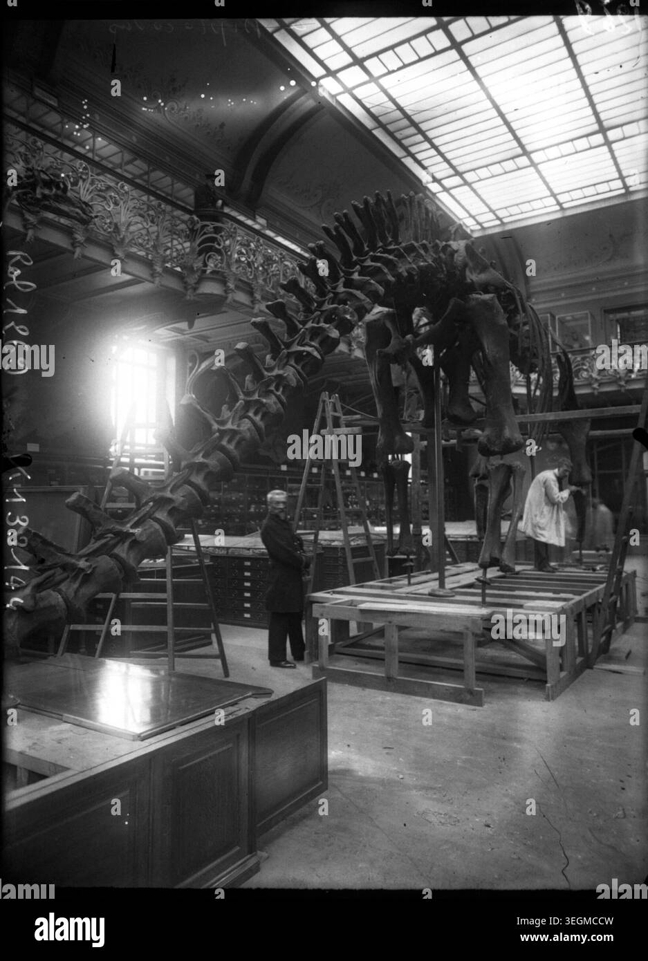 Le squelette de Diplodocus est exposé au Muséum national d'histoire naturelle de Paris, illustrant les recherches en paléozoologie. La photographie de presse documente l'exposition fossile et l'étude scientifique au début du XXe siècle en France. Banque D'Images