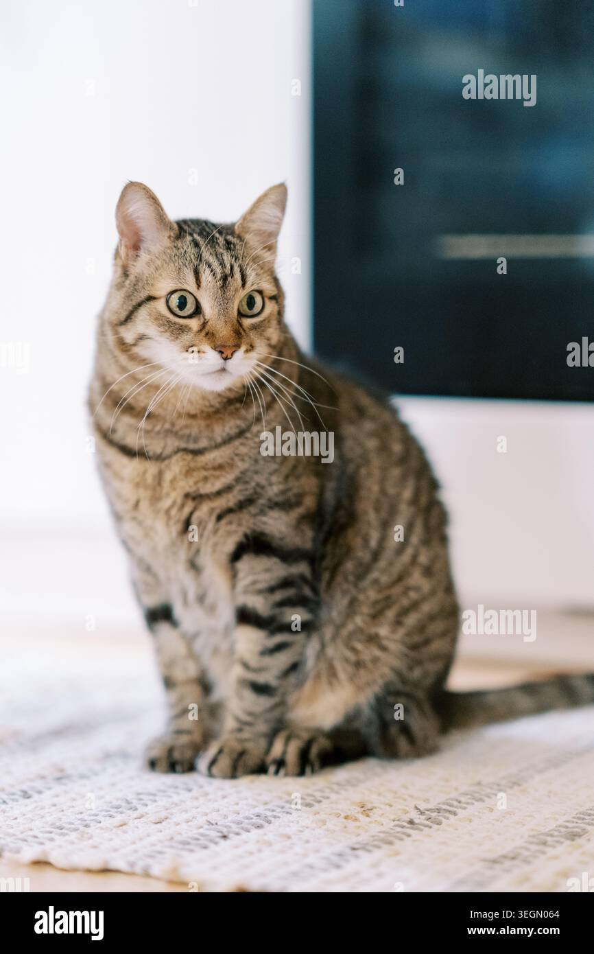 Gros plan de tabby curieux avec des moustaches en avant et un comportement calme dans un cadre intérieur chaleureux Banque D'Images