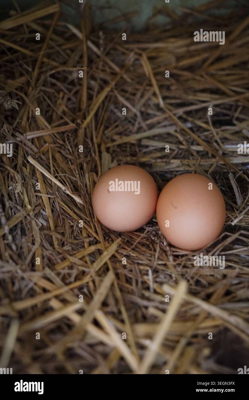 Deux œufs de poule reposant dans un nid de paille à l'intérieur d'un poulailler rustique ou d'un poulailler de ferme. Banque D'Images