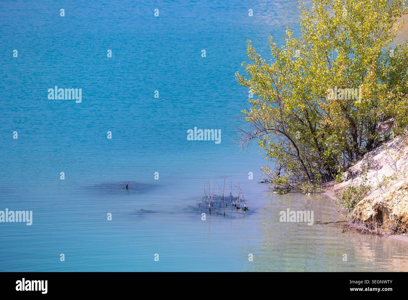 Un arbuste vert à feuilles caduques pousse sur une banque de sol sablonneux au bord d'un plan d'eau turquoise calme pendant la journée, avec de petites branches sèches partiellement sub Banque D'Images