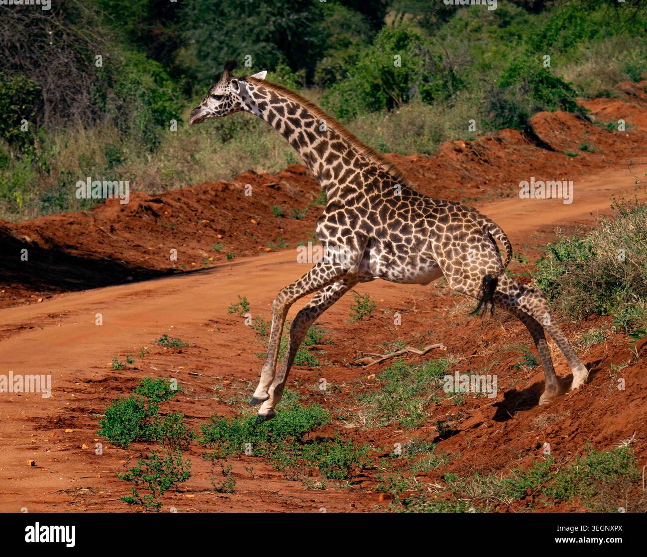 Une jeune girafe Masaï saute à travers une ornière dans le parc national East Tsavo au Kenya. Banque D'Images
