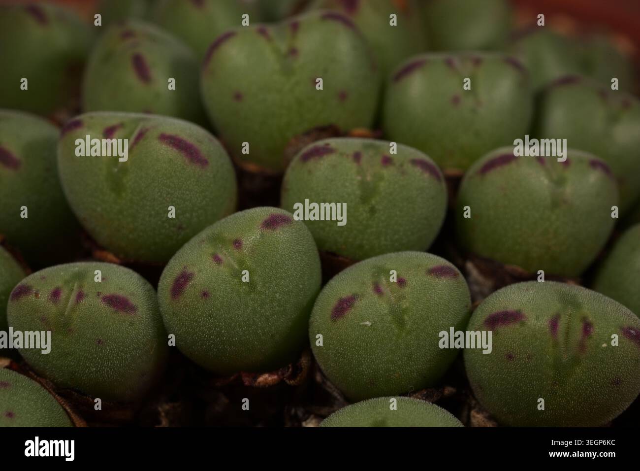Conophytum chauviniae en culture. Banque D'Images