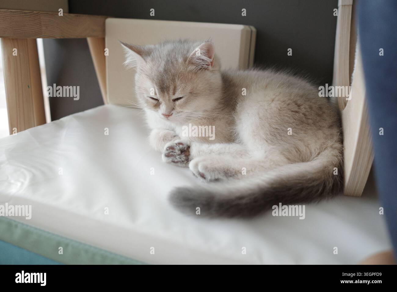Un chaton argenté à cheveux courts britannique Banque D'Images