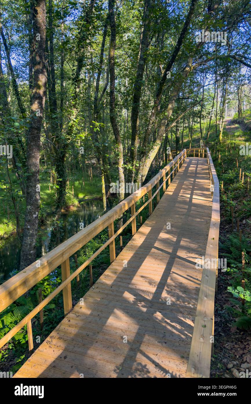 Une vue en perspective d'une passerelle en bois nouvellement construite serpentant à travers une forêt dense à Santa Maria da Feira, Portugal. La lumière du soleil éclatante filtre à travers t Banque D'Images