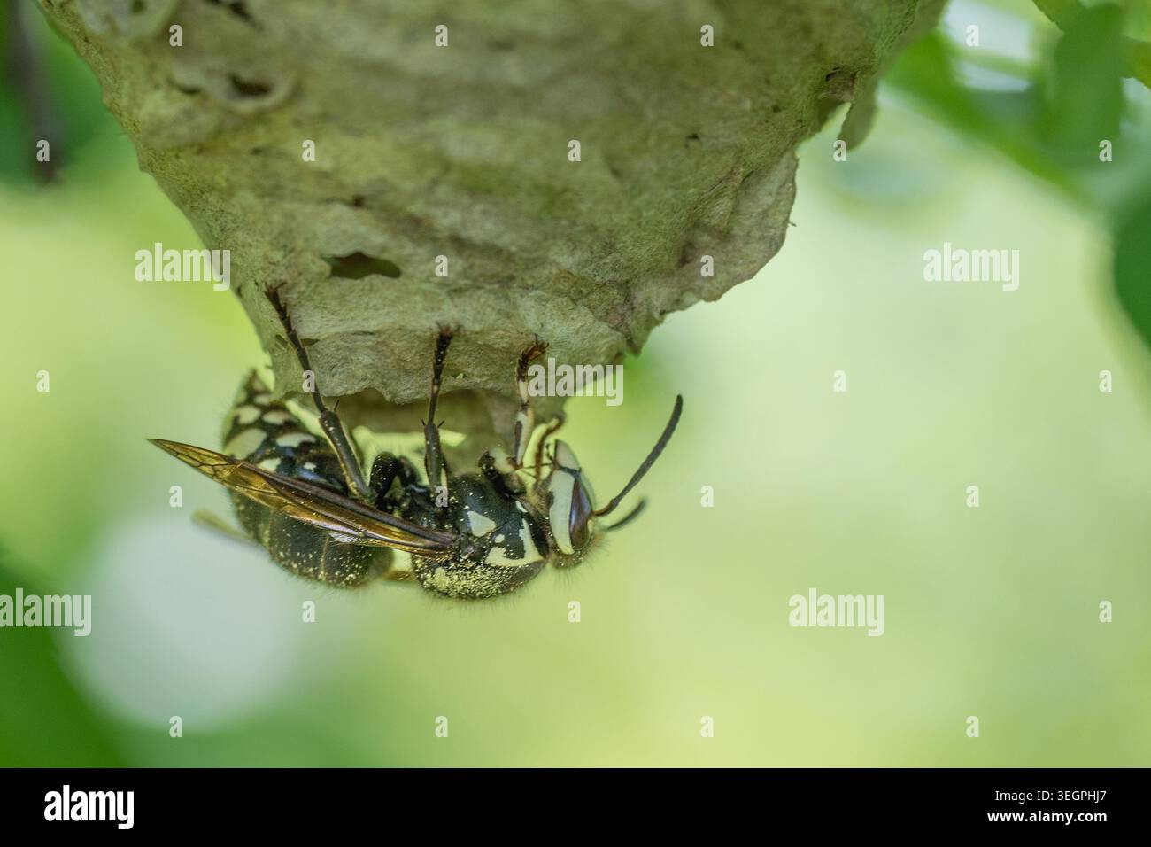 Gros plan d'un frelon chauve (Dolichovespula maculata) construisant un nid. Cette grande guêpe noire et blanche est connue pour sa défense agressive du nid Banque D'Images