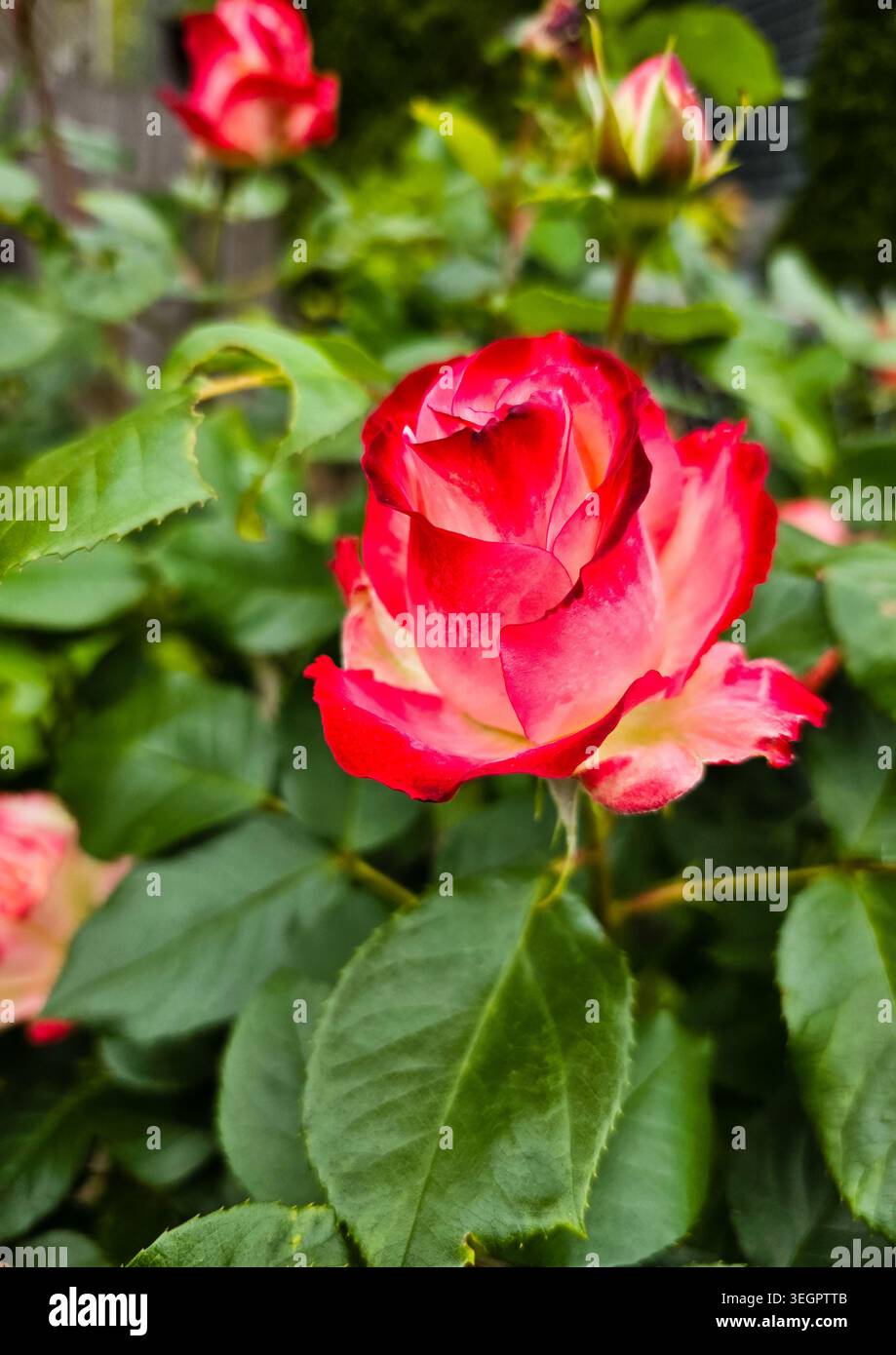 Fleur de rose rouge et blanche dans le jardin avec fond doux Banque D'Images