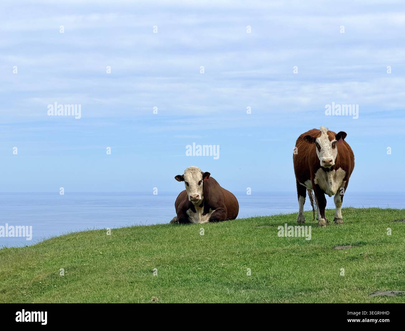 Deux vaches Hereford sur Clifftop Grass surplombant la mer à Akaroa Nouvelle-Zélande Banque D'Images