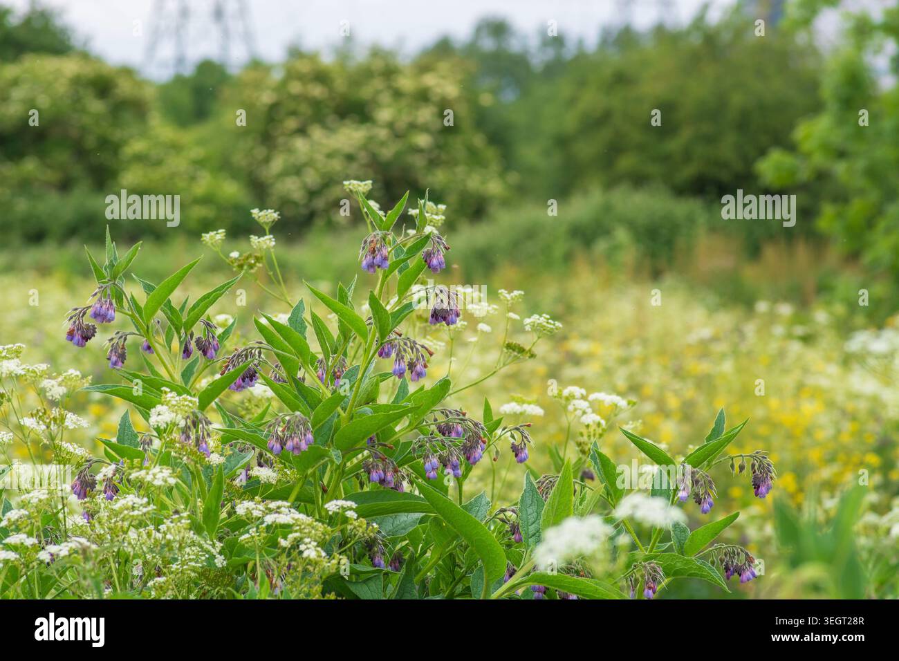Originaire du Royaume-Uni, usine de consoude, Symphytum officinale, prairie de fleurs sauvages, Walthamstow Resevoir, Londres, mai Banque D'Images