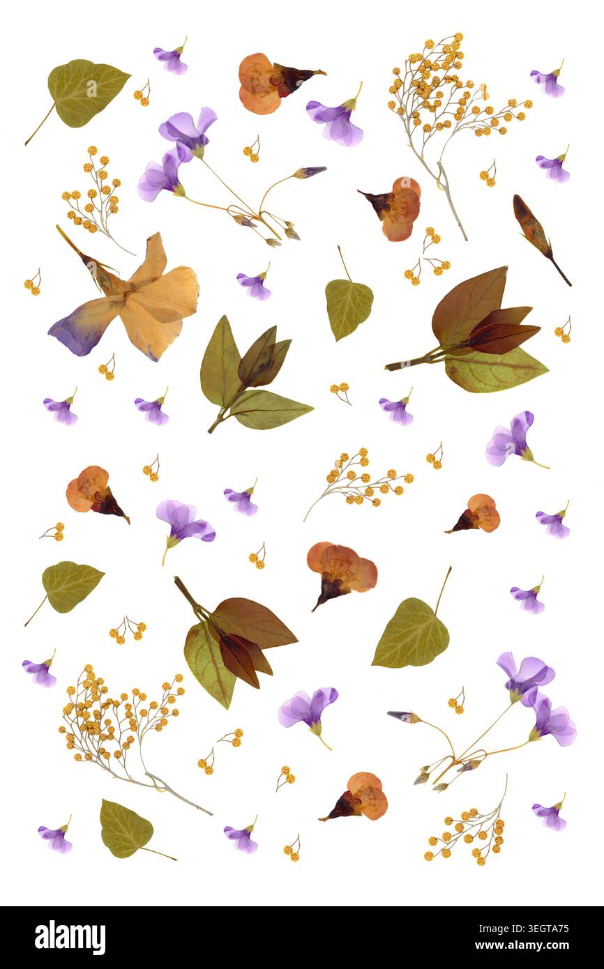 Fond botanique printanier avec mimosa pressé et fleurs violettes pour les couvertures de livres. Composition de pose à plat à haute résolution comprenant un herbier séché Banque D'Images