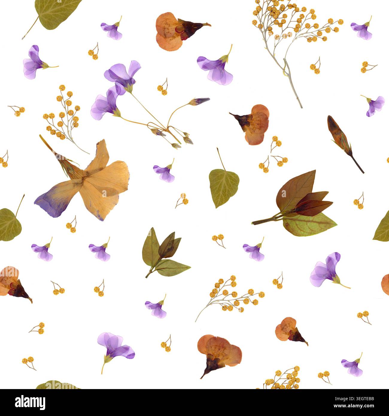 Motif sans couture haute résolution avec fleurs printanières pressées mimosa violet et oxalis. Fond botanique reproductible avec herbier séché Banque D'Images