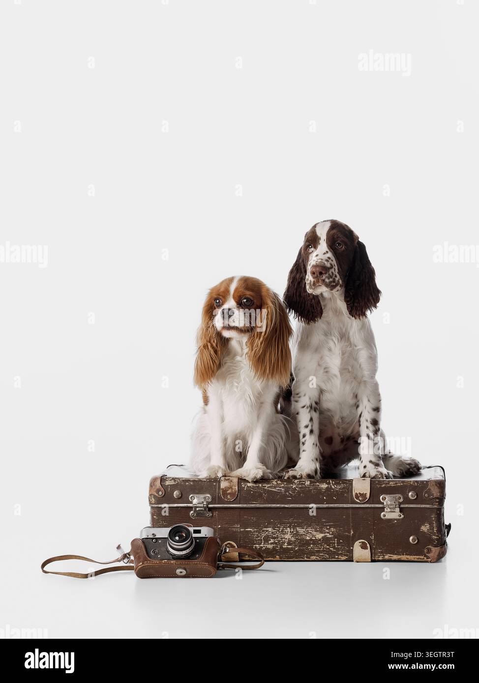 Deux chiens de spaniel assis sur une valise vintage avec caméra en studio. Banque D'Images