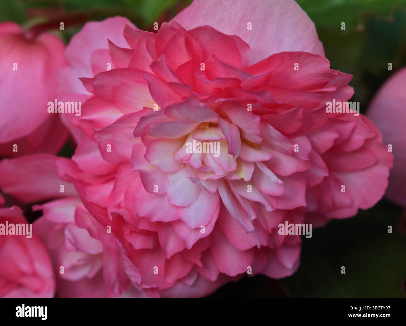 Bégonia rose Banque D'Images