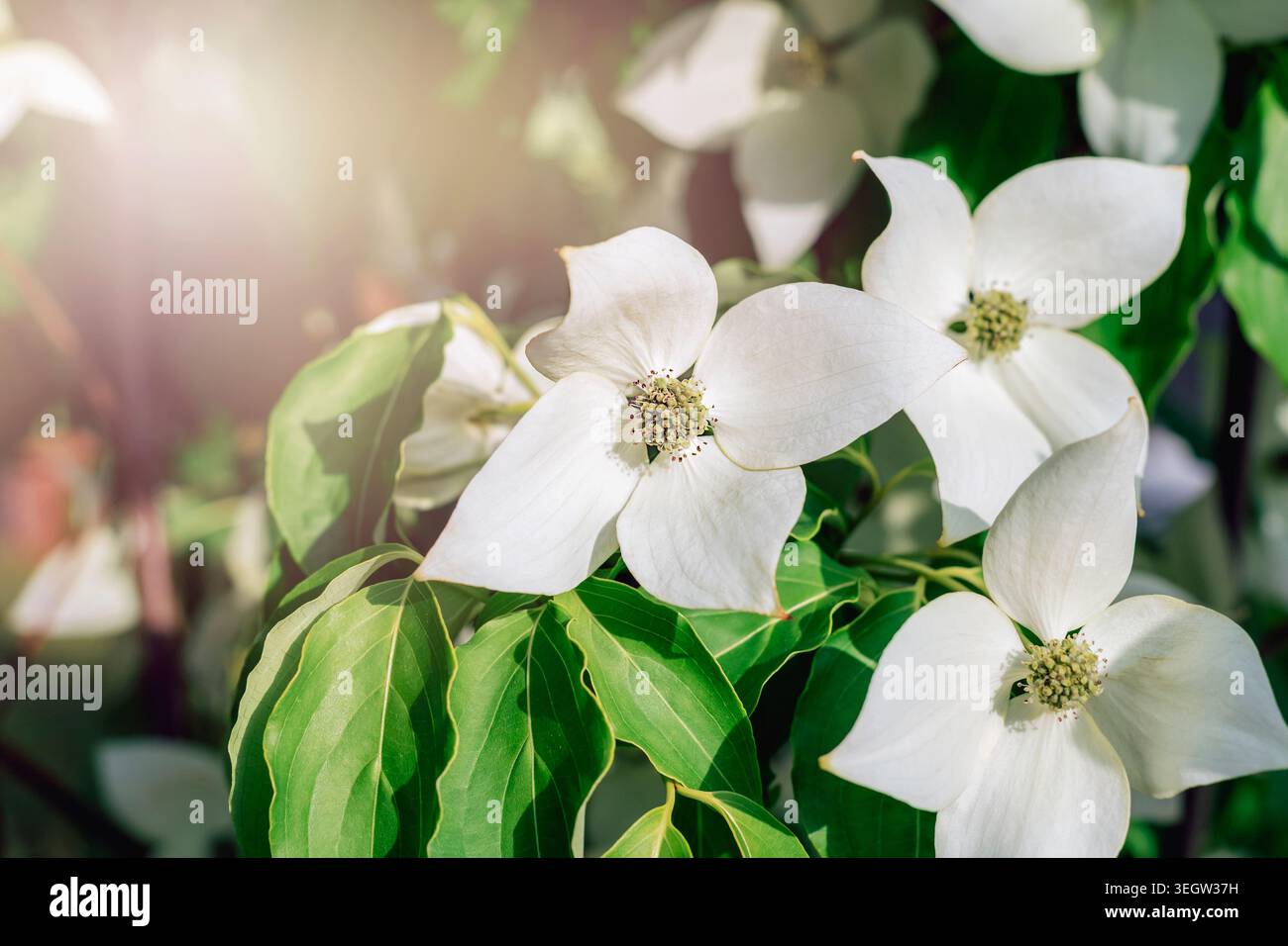 Fleurs blanches de cornouiller Cornus sanguinea fleurissant sur la branche d'arbre dans la lumière chaude du soleil de printemps, gros plan. Banque D'Images