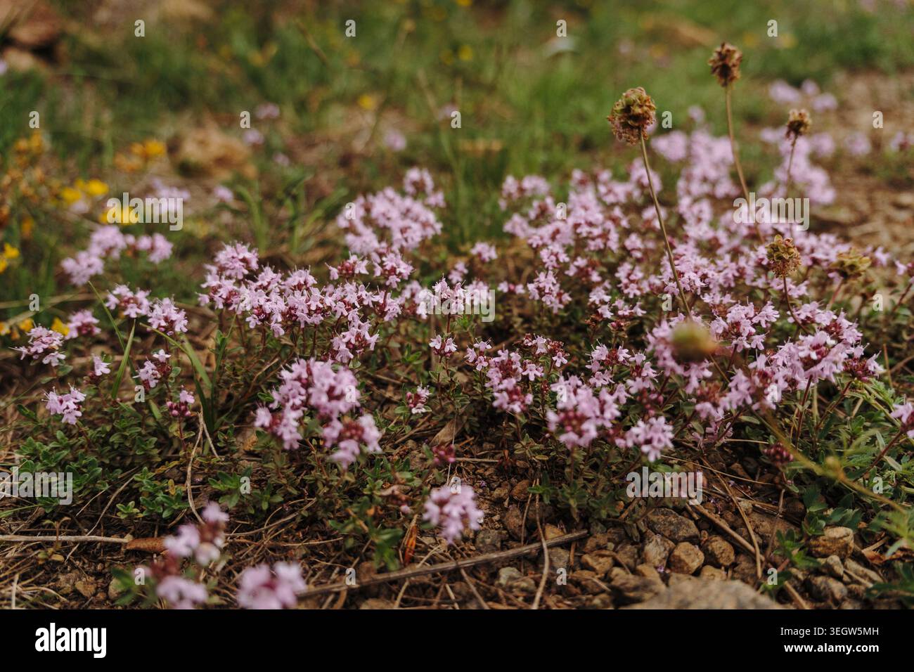 Petites fleurs sauvages roses poussant sur le sol montagneux des monts Stolovi en Serbie au printemps. Concept de biodiversité, de nature saisonnière et de paix Banque D'Images