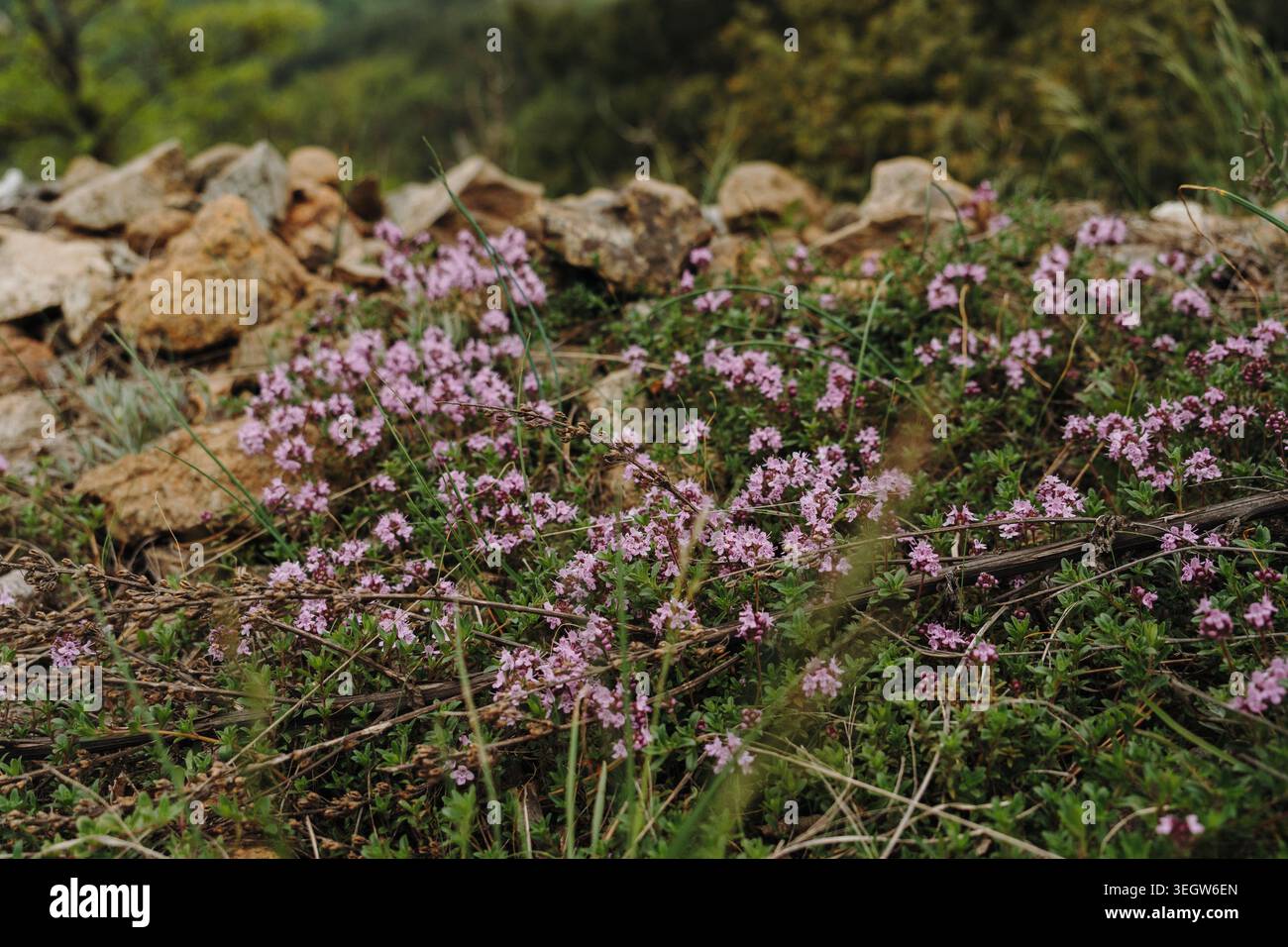 Petites fleurs sauvages roses poussant parmi les rochers et l'herbe sur le mont Stolovi en Serbie. Concept de biodiversité, de beauté saisonnière et de nature sauvage. Banque D'Images