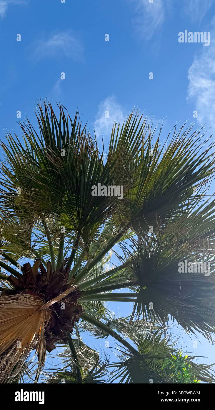 Palmier vu d'en bas contre un ciel bleu clair avec des nuages sinueux, mettant en valeur les détails complexes des frondes et de la structure du tronc Banque D'Images