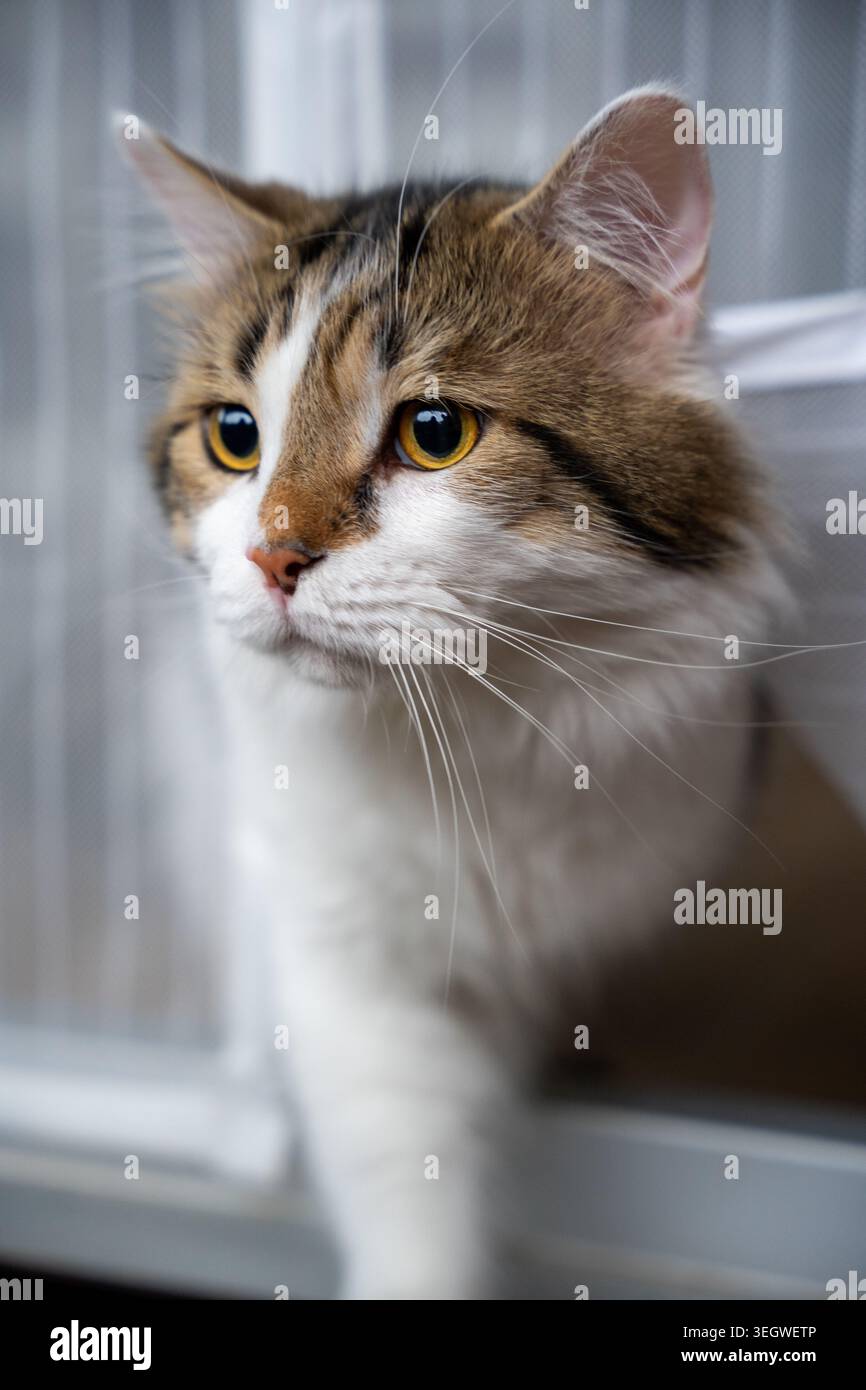 Capturez la douce curiosité d'un beau chat tabby et blanc dans cette photo en gros plan enchanteresse. Avec ses yeux dorés saisissants et un attentiv Banque D'Images