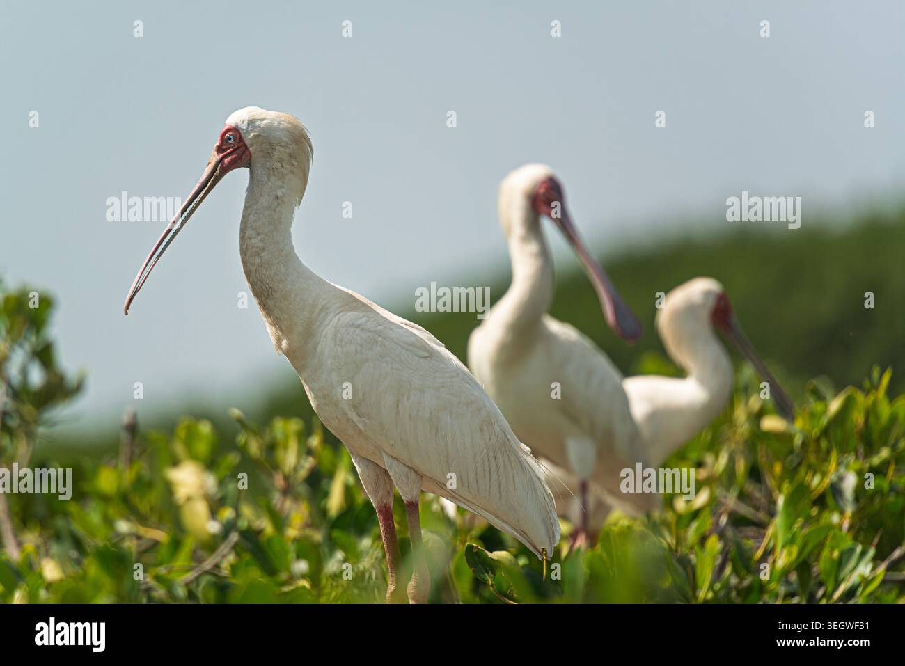 Trois Spoonbils africains adultes (platalea alba) au sommet d'arbustes de mangrove en Casamance, Sénégal, Afrique de l'Ouest Banque D'Images