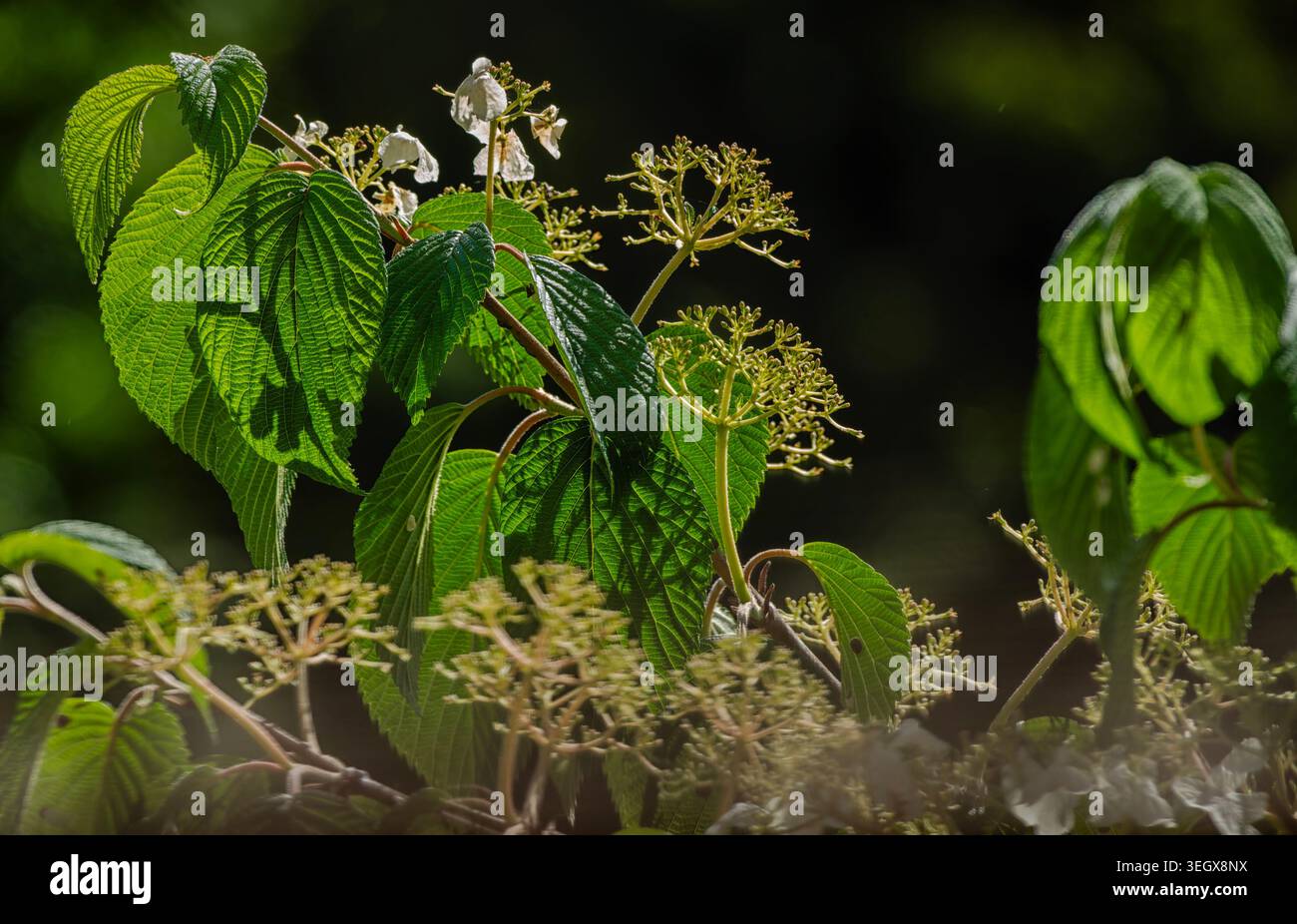 Feuilles et fleurs d'arbre rétroéclairées sur fond noir profond Banque D'Images