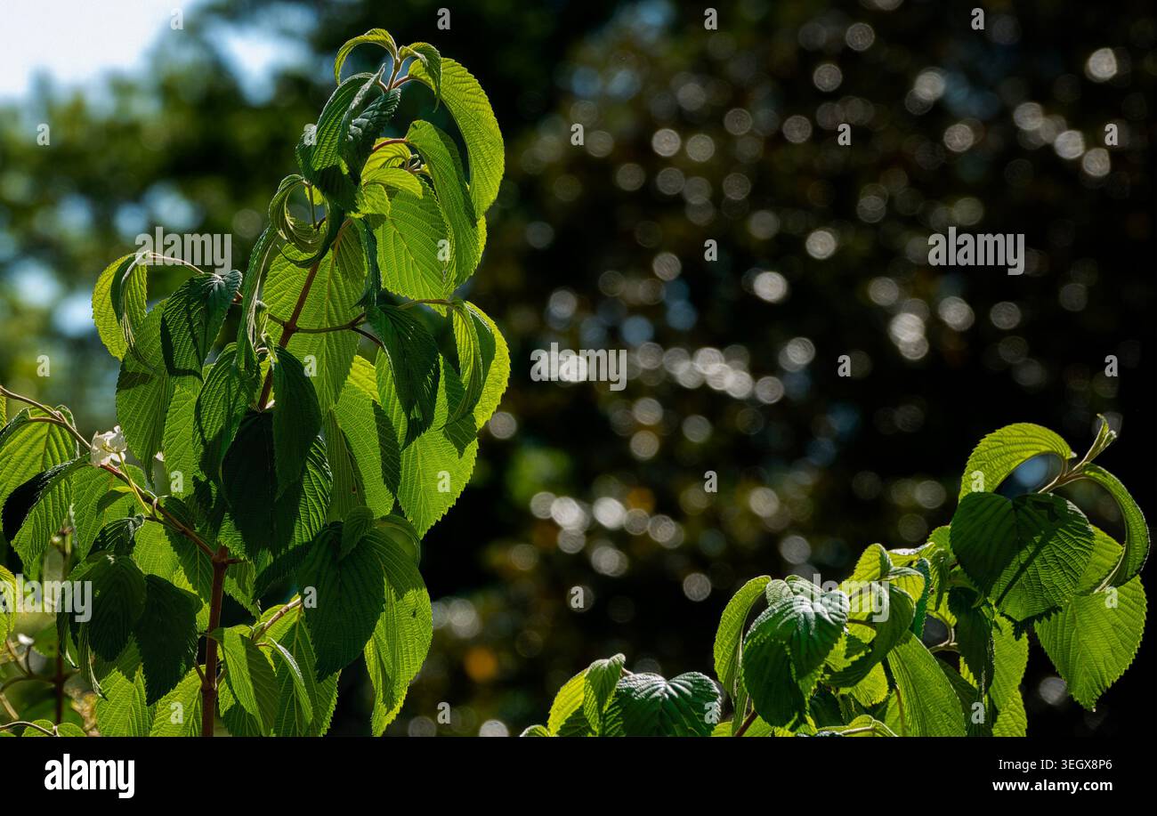 Feuilles et fleurs d'arbre rétroéclairées sur fond noir profond Banque D'Images