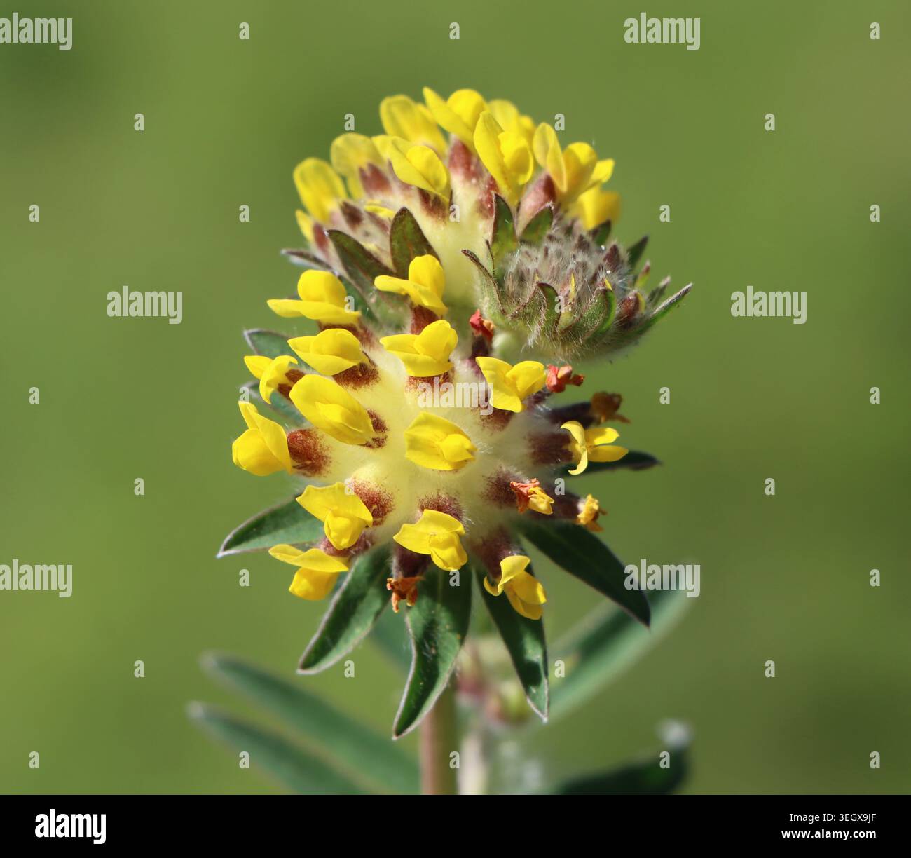 Vesce de rein de plante médicinale sauvage (Anthyllis Vulneraria) Banque D'Images