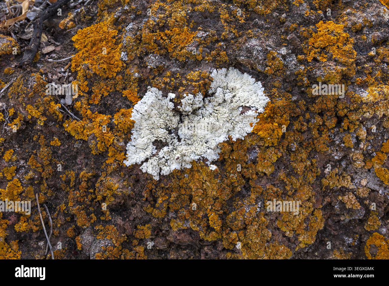 Texture naturelle abstraite de lichen blanc et orange poussant sur la roche volcanique à Gran Canaria, îles Canaries, Espagne. Banque D'Images