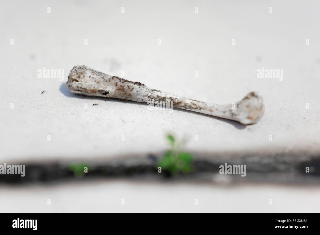 Gros plan d'un fragment osseux altéré reposant sur du béton avec de petites pousses vertes à proximité Banque D'Images