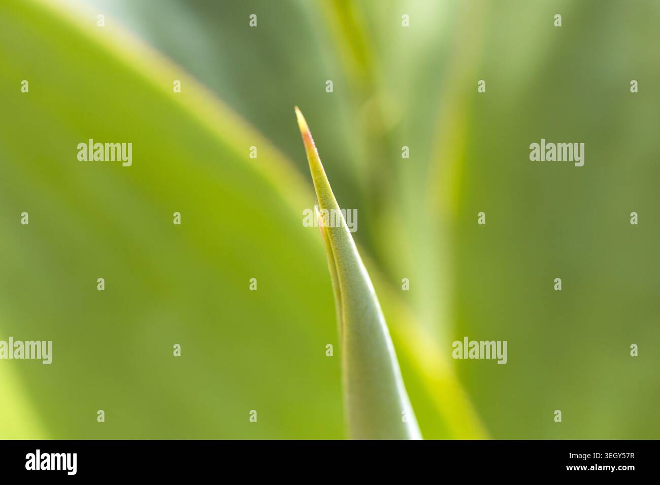 Composition abstraite minimale avec des feuilles tropicales vertes et un fond flou doux. Banque D'Images