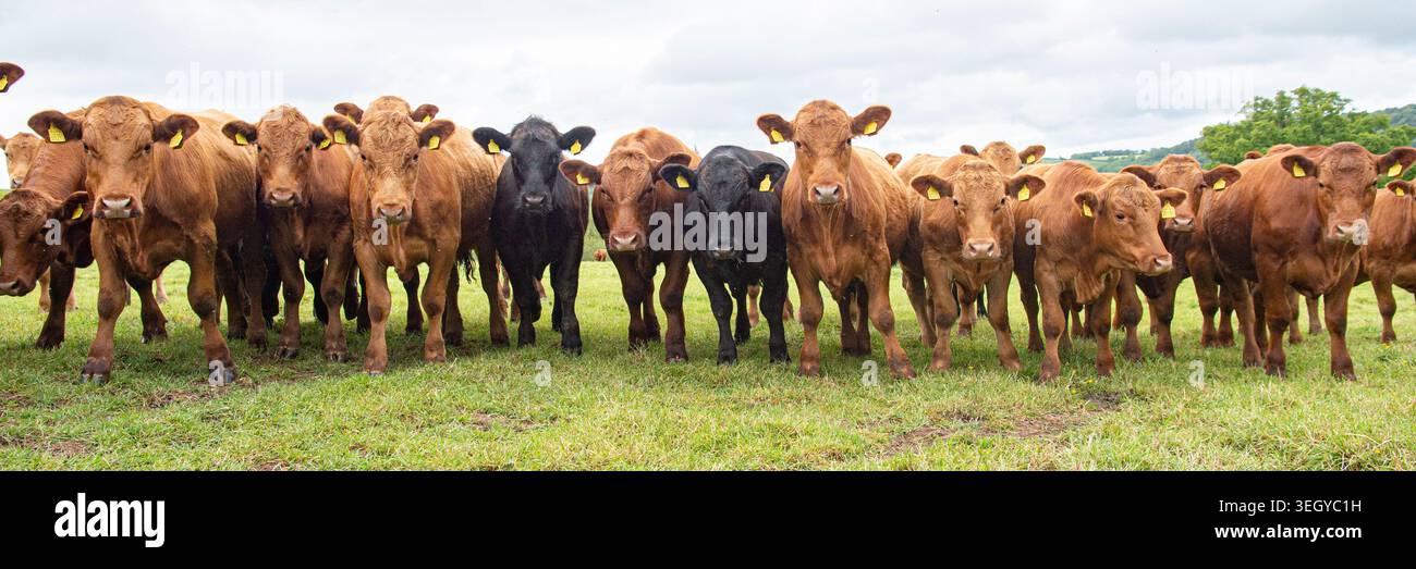 vaches entourant un marcheur dans un champ Banque D'Images