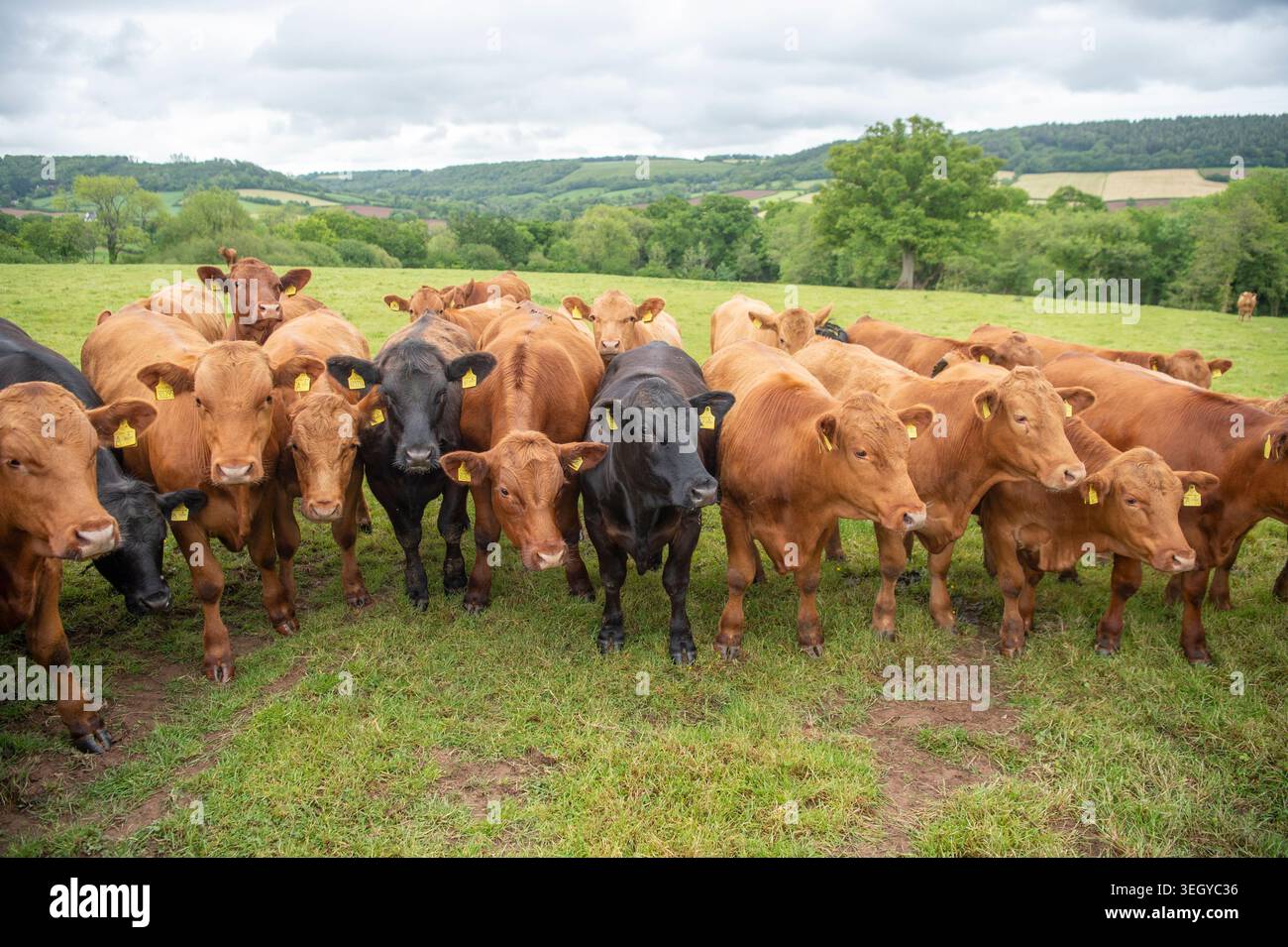 Groupe de bovins stabilisateurs dans un champ au Royaume-Uni Banque D'Images
