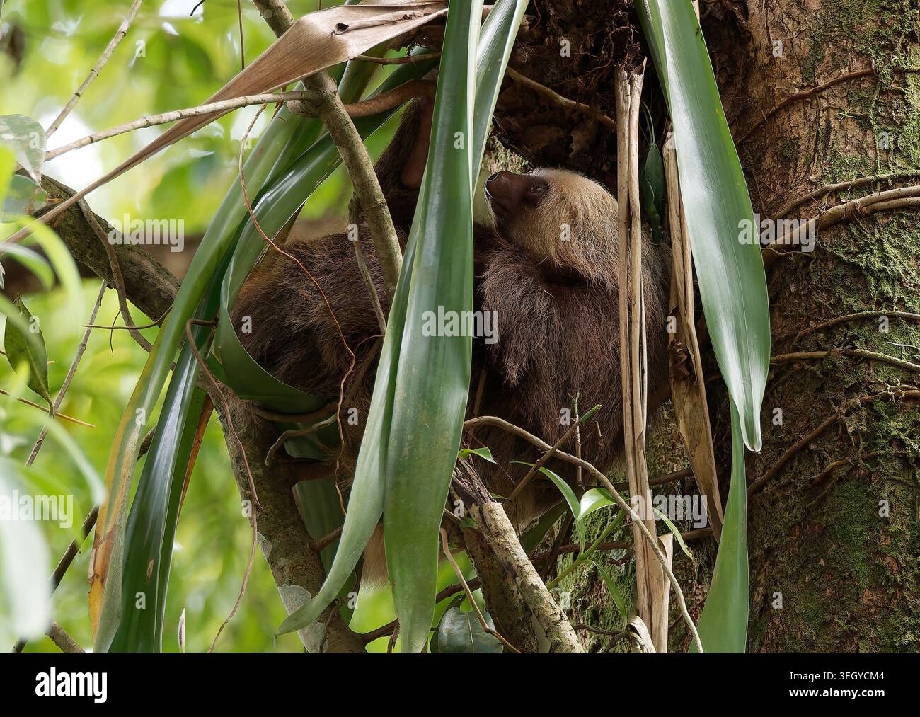 Paresseux à deux doigts de Hoffmann, Hoffmann-Zweifingerfaultier, Unau d'Hoffmann, Choloepus hoffmanni hoffmanni, la Fortuna, Alajuela, Costa Rica Banque D'Images