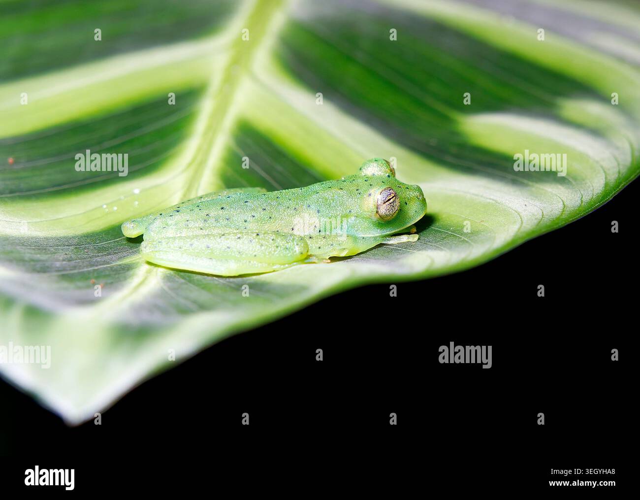 Grenouille en verre émeraude ou grenouille en verre géante Nicaragua, Espadarana prosoblepon, üvegbéka, la Fortuna, Alajuela, Costa Rica, Amérique centrale Banque D'Images