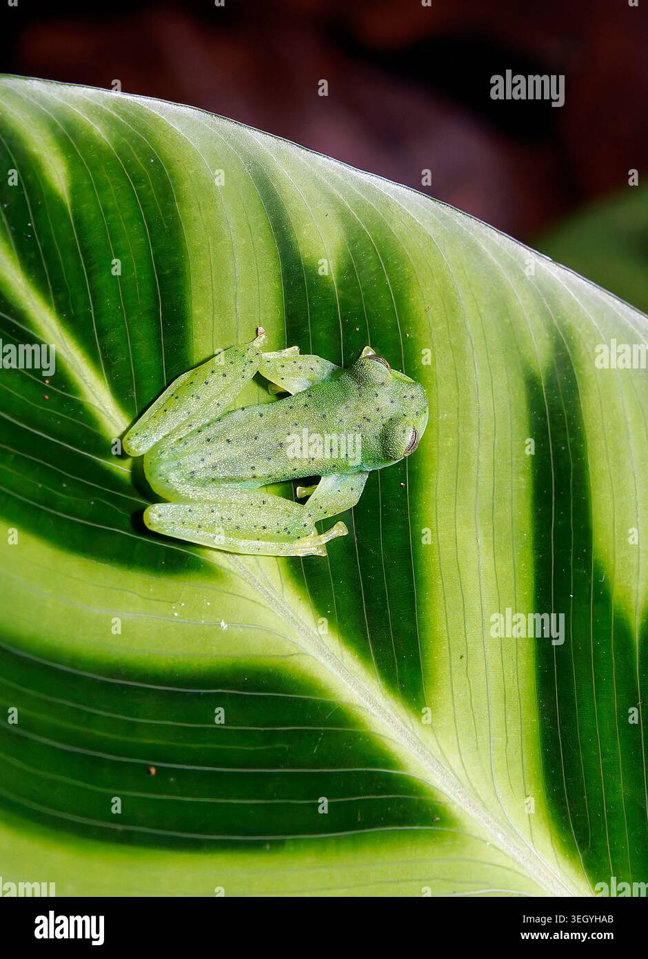 Grenouille en verre émeraude ou grenouille en verre géante Nicaragua, Espadarana prosoblepon, üvegbéka, la Fortuna, Alajuela, Costa Rica, Amérique centrale Banque D'Images