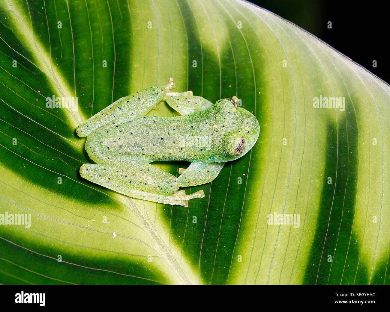Grenouille en verre émeraude ou grenouille en verre géante Nicaragua, Espadarana prosoblepon, üvegbéka, la Fortuna, Alajuela, Costa Rica, Amérique centrale Banque D'Images