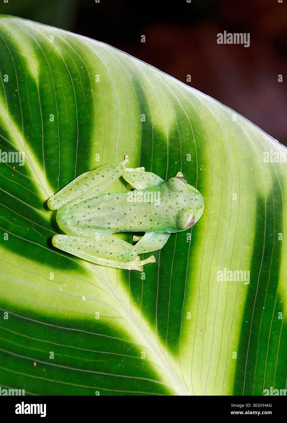 Grenouille en verre émeraude ou grenouille en verre géante Nicaragua, Espadarana prosoblepon, üvegbéka, la Fortuna, Alajuela, Costa Rica, Amérique centrale Banque D'Images