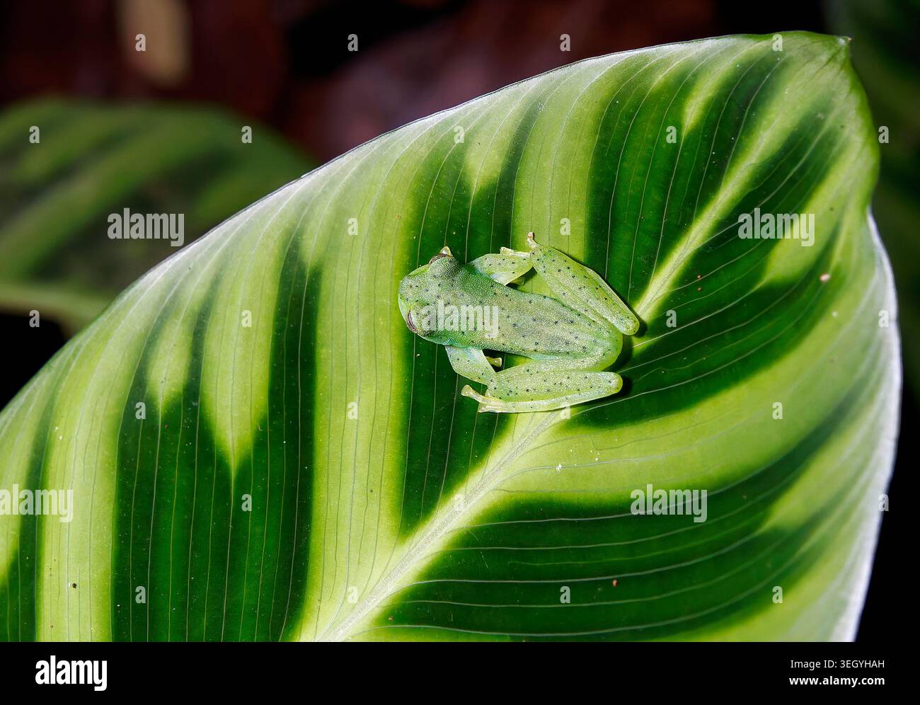 Grenouille en verre émeraude ou grenouille en verre géante Nicaragua, Espadarana prosoblepon, üvegbéka, la Fortuna, Alajuela, Costa Rica, Amérique centrale Banque D'Images