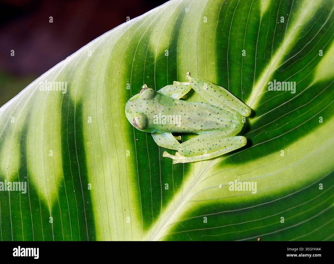 Grenouille en verre émeraude ou grenouille en verre géante Nicaragua, Espadarana prosoblepon, üvegbéka, la Fortuna, Alajuela, Costa Rica, Amérique centrale Banque D'Images