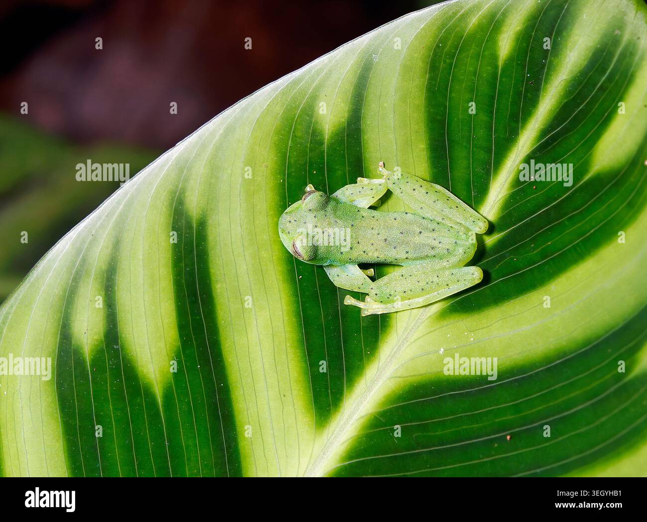 Grenouille en verre émeraude ou grenouille en verre géante Nicaragua, Espadarana prosoblepon, üvegbéka, la Fortuna, Alajuela, Costa Rica, Amérique centrale Banque D'Images
