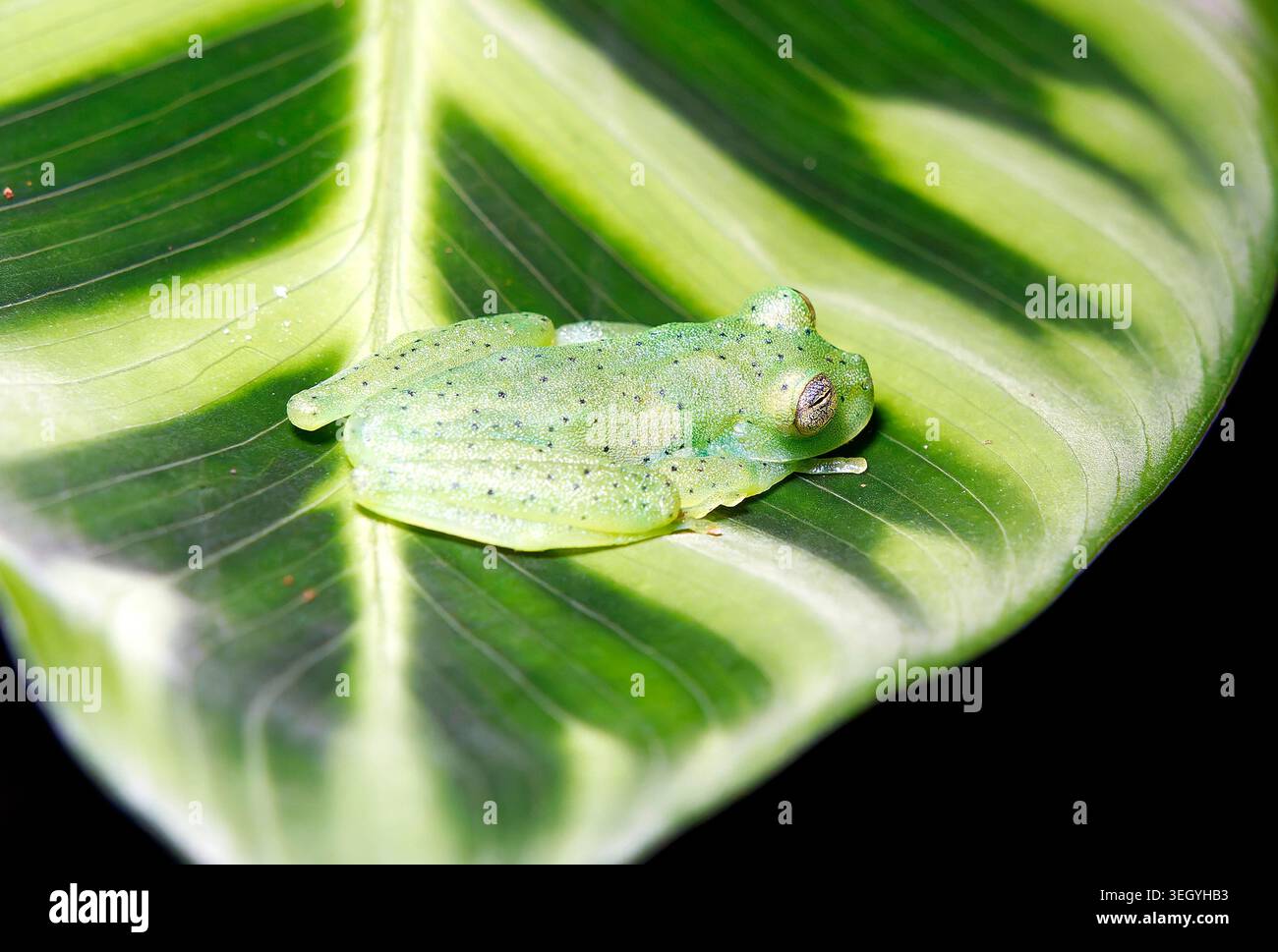 Grenouille en verre émeraude ou grenouille en verre géante Nicaragua, Espadarana prosoblepon, üvegbéka, la Fortuna, Alajuela, Costa Rica, Amérique centrale Banque D'Images
