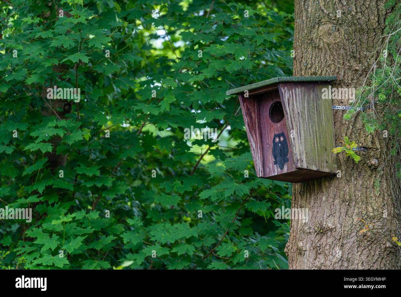 Nichoir hibou en bois attaché à un vieux tronc d'arbre dans un cadre de jardin naturel Banque D'Images